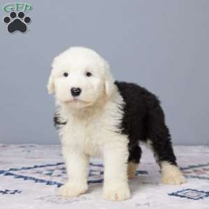 Austin, Old English Sheepdog Puppy
